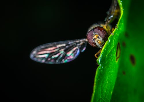 Free Close-up Photography of Fly on Green Leaf Plant Stock Photo