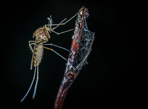 Close-up Photography of Brown Mosquito on Stick