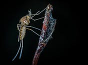 一张夜间拍摄的宏观照片，展示了蚊子栖息在布满蜘蛛网的树枝上