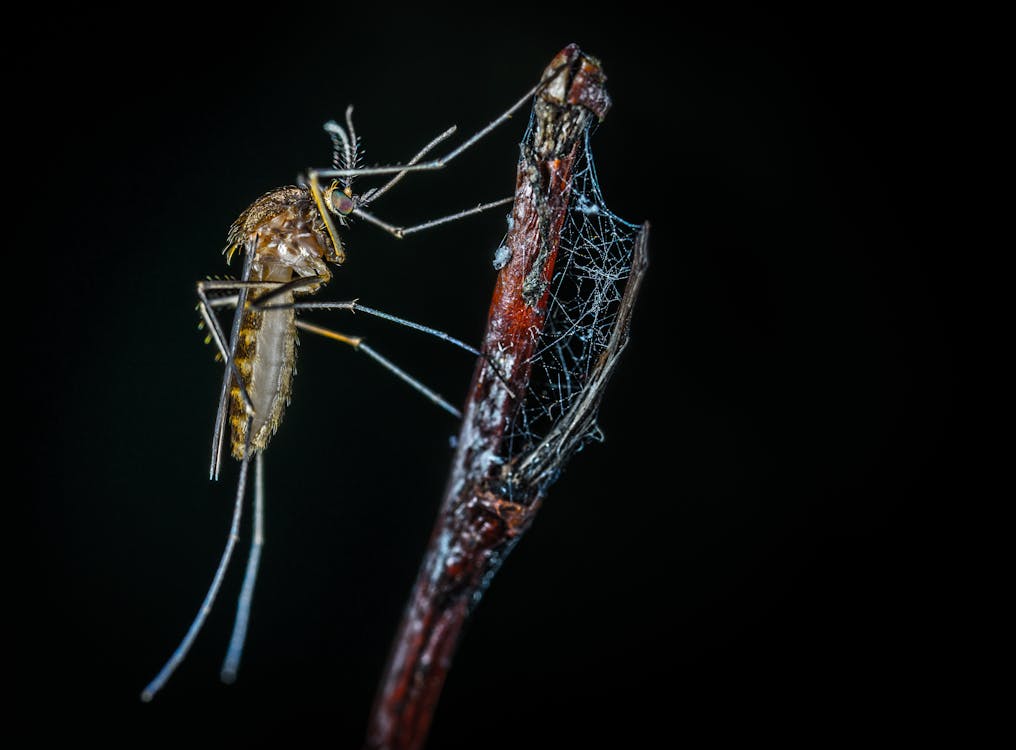 Free Close-up Photography of Brown Mosquito on Stick Stock Photo