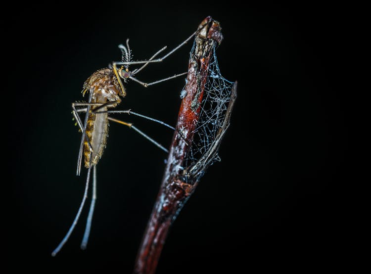 Close-up Photography Of Brown Mosquito On Stick