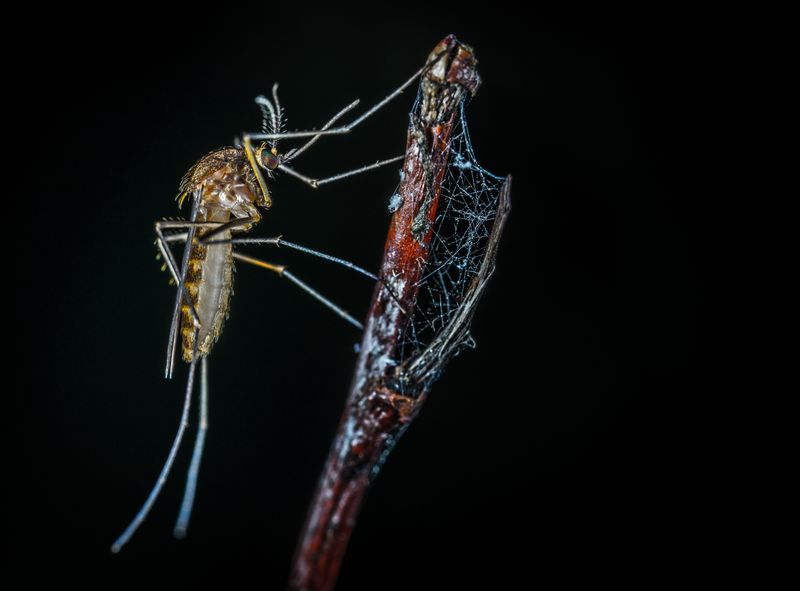 Macro photograph of a mosquito on a web-covered surface — Egor Kamelev on Pexels