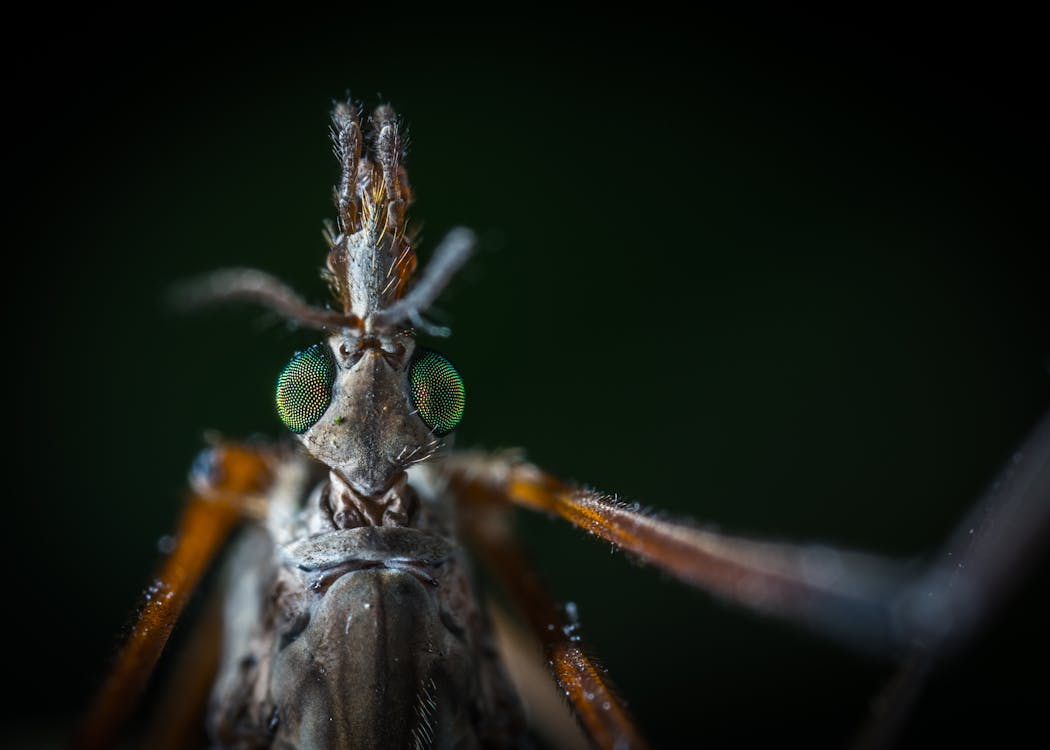 «Гнусный» март: почему павлодарцы уже замечают комаров