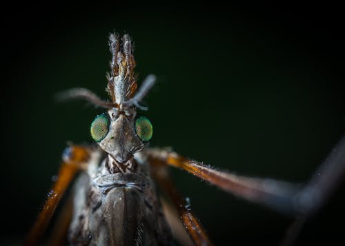 Close-up Photography of Beetle