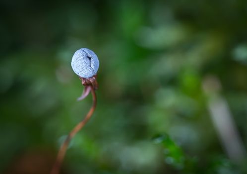 Close-up image of a closed flower bud, highlighting nature's details with a blurred green background.