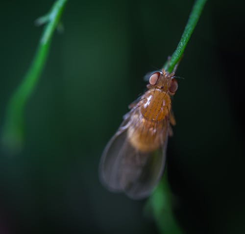 Close-up Photography of Brown Fly on Leaf Branch