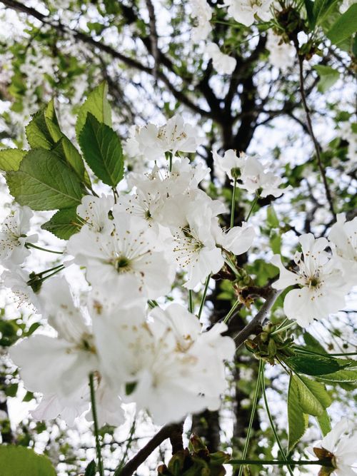 Free From below of gentle white blooming flowers and green leaves on branches of fruit tree in garden in spring Stock Photo