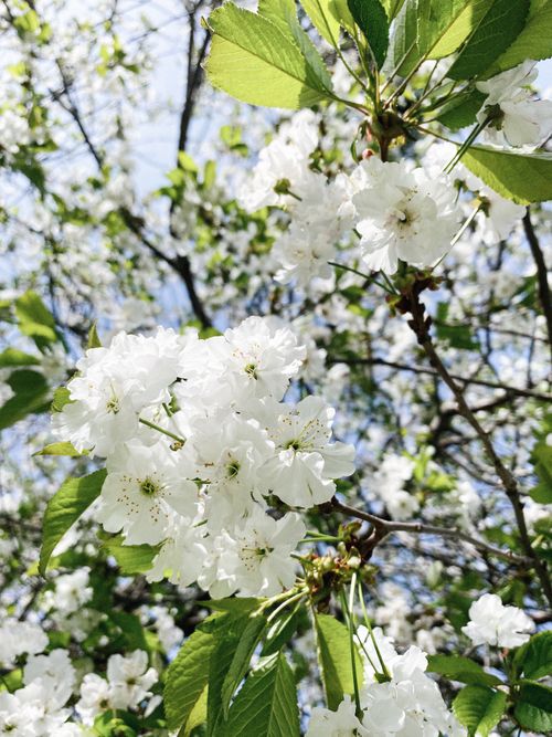 Free From below of gentle white blossoms with green leaves and thin twigs on tree in garden in spring Stock Photo