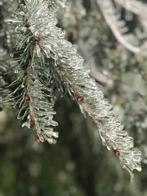 Foto d'estoc gratuïta de a l'aire lliure, arbre, arbre de pi