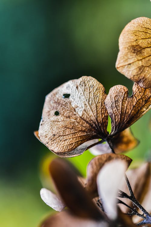 Macro Photography of Dried Leaves