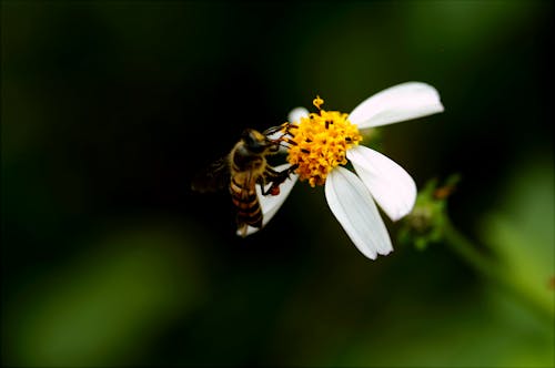 бесплатная Макро фотография пчелы на белом лепестке цветка Стоковое фото
