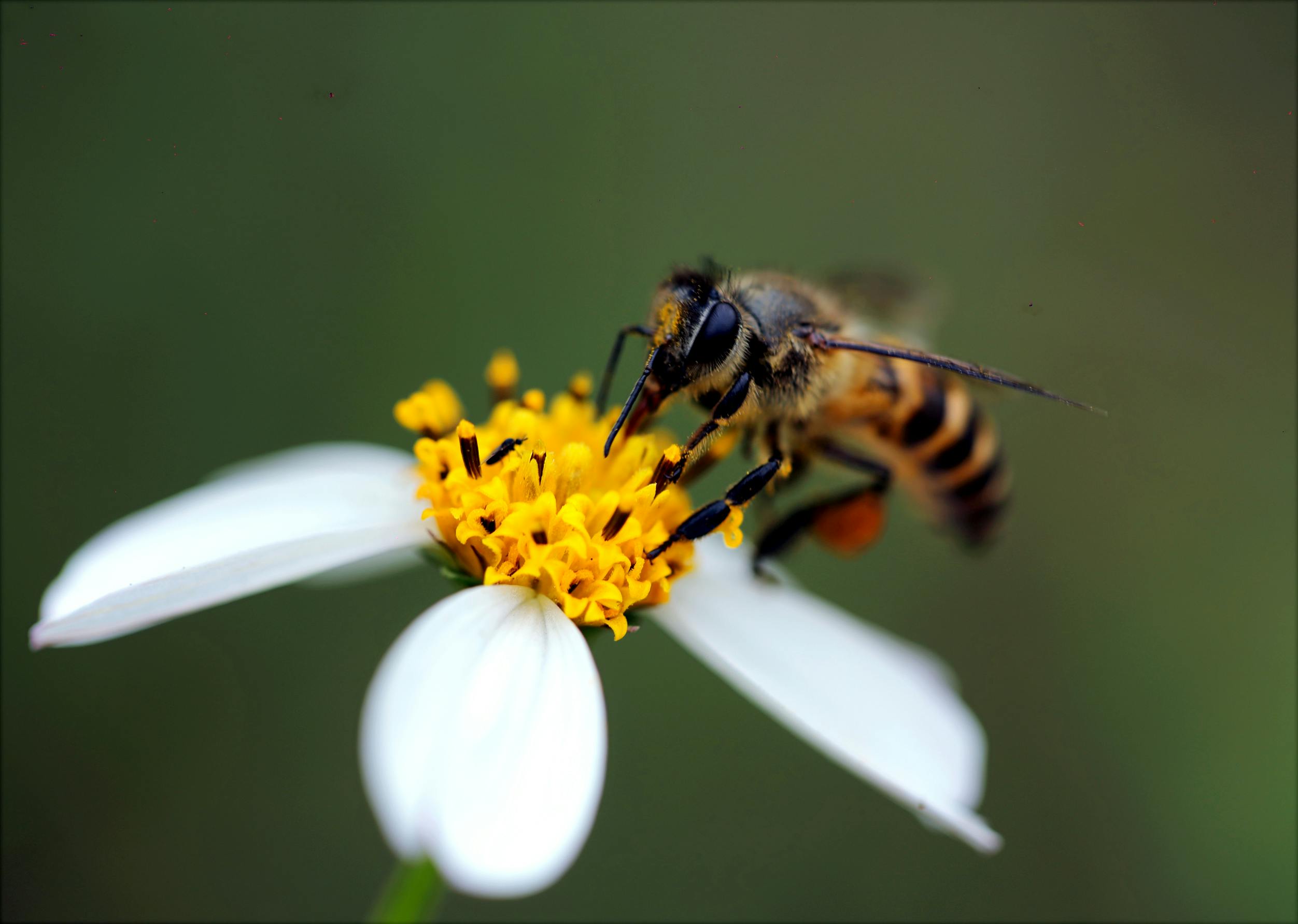 macro-photography-of-bee-free-stock-photo