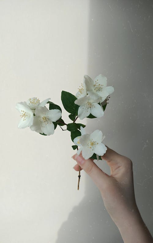 Darmowe zdjęcie z galerii z białe tło, dziewczyna, kwiaty