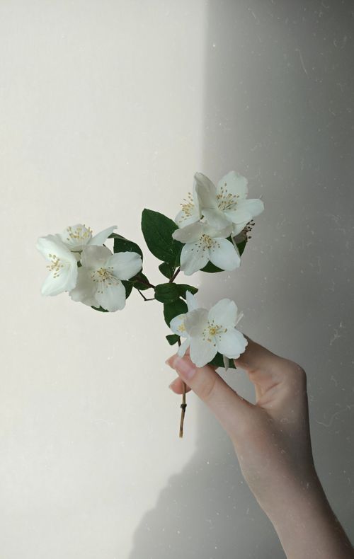 Free Close-up of a hand holding delicate white jasmine flowers against a soft background. Stock Photo