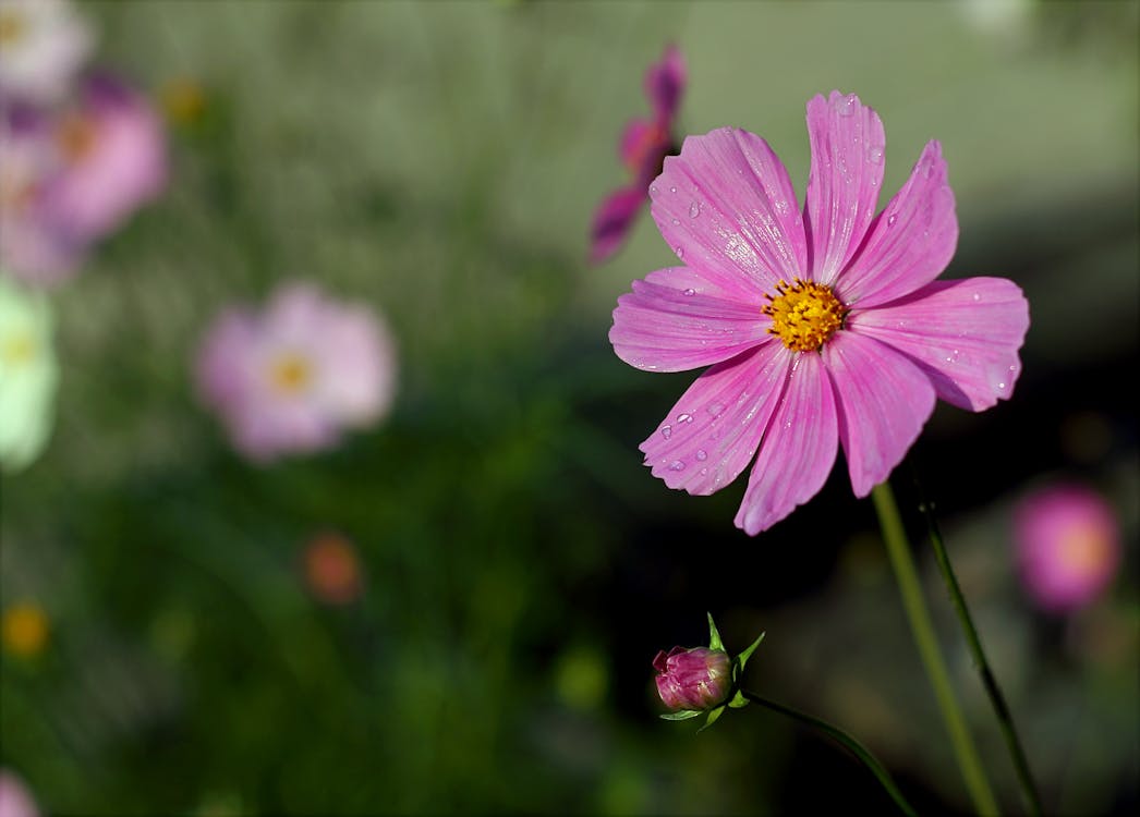 Fleur Pétale Pourpre