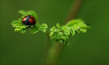 宏观镜头下，瓢虫栖息在充满活力的绿叶上，展现了大自然的美丽