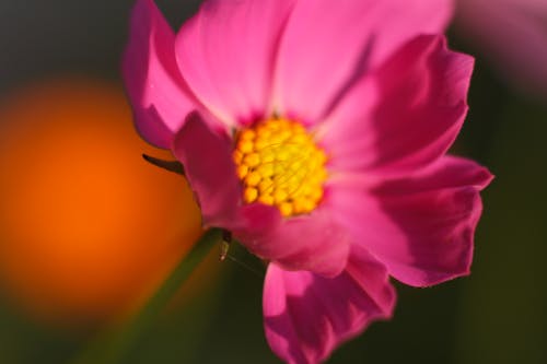 бесплатная Наклонная фотография розового цветка с лепестками Стоковое фото