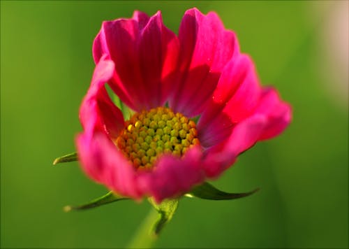 Fotografia De Close Up De Flor