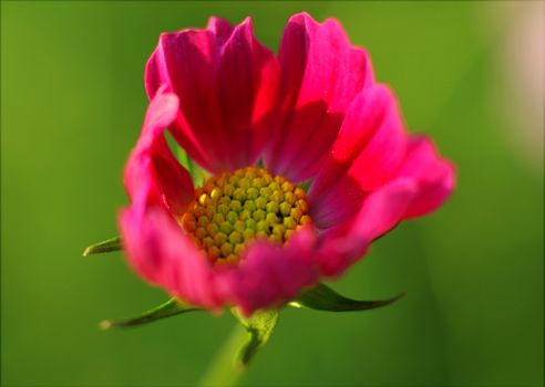 这张粉红色宇宙花的特写迷人地展现了它精致的花瓣与鲜艳的色彩