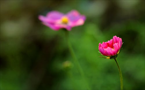 Fotografia De Close Up De Flor