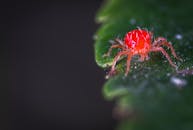 花园环境中，一只充满活力的红色蜘蛛螨虫正在绿叶上爬行