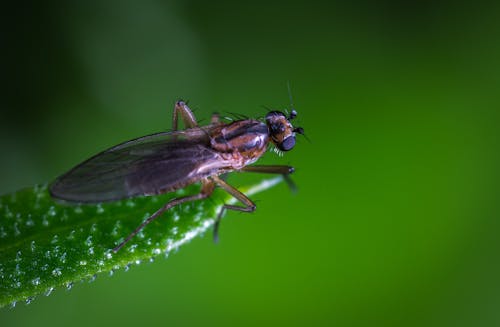 бесплатная макро фотография коричнево черной мухи на зеленом листе Стоковое фото