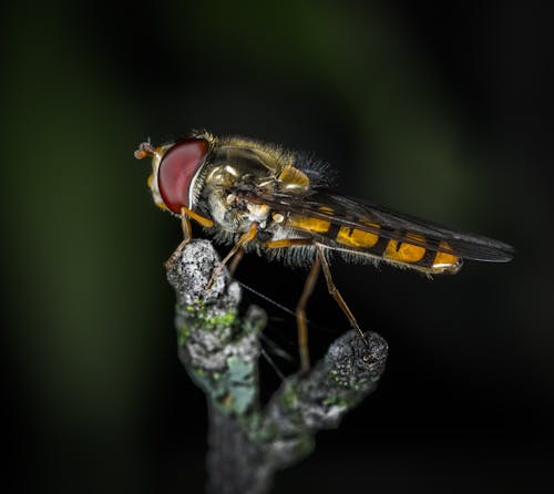 Free Brown and Black Flies Stock Photo