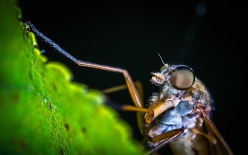 La Fotografia Macro Di Zanzara Marrone