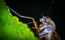 一张绿叶上栖息着苍蝇的宏观特写，展现了猫眼般的细节
