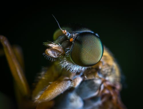 Macro Photo of a Brown Fly