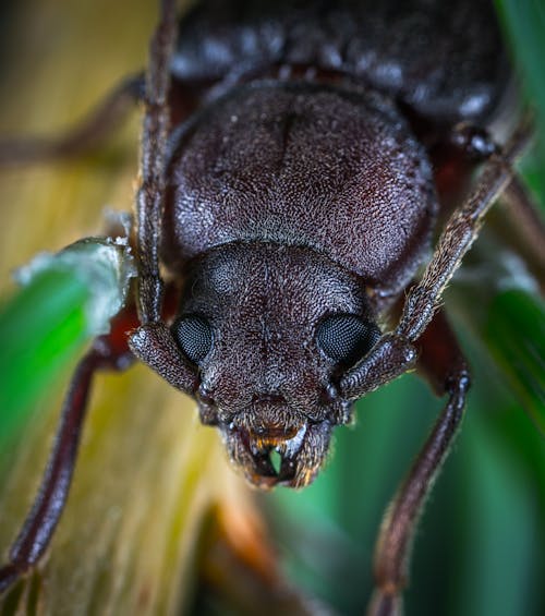 Макро фотография коричневого июньского жука