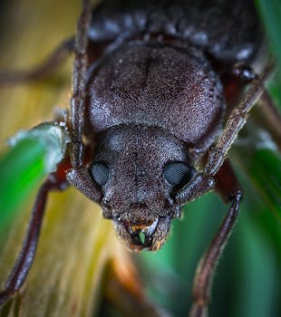 这张毛茸茸甲虫的宏观特写图像，清晰展现了其复杂的细节与纹理