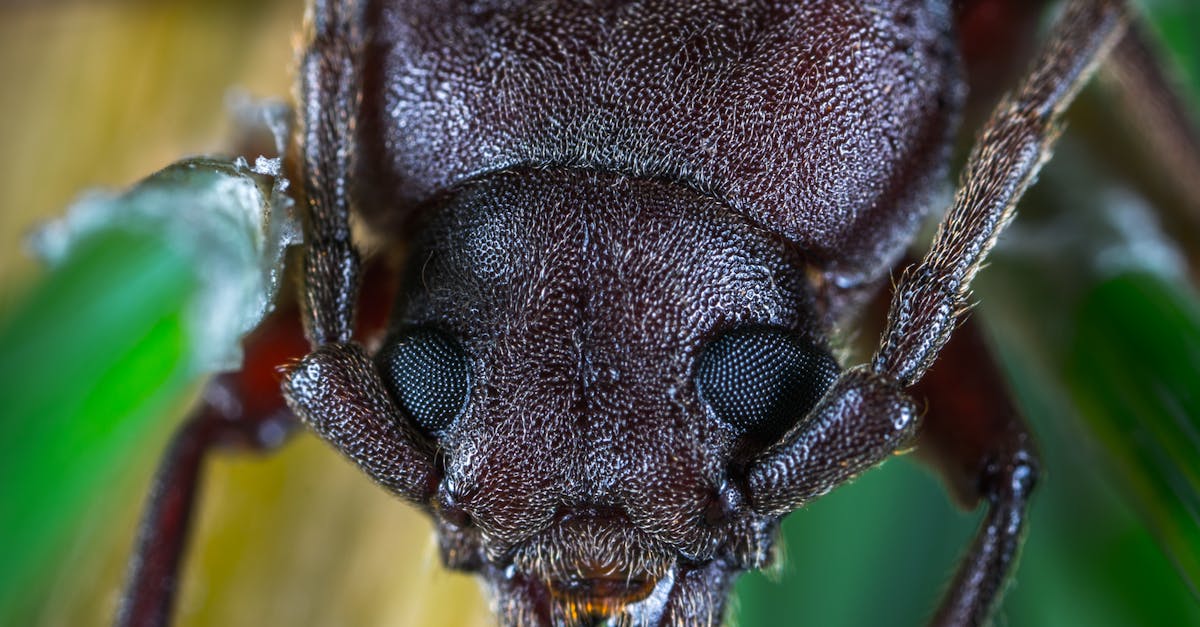 Macro Photo of a Brown June Beetle