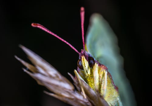 茶色の蝶の浅い焦点写真