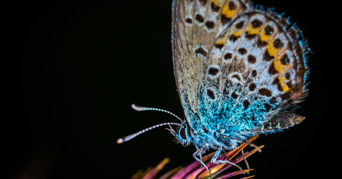 Free stock photo of butterfly, insect, macro