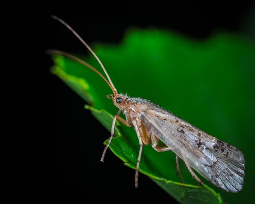 Dobsonfly Trên Green Leaf Trong Nhiếp ảnh Macro