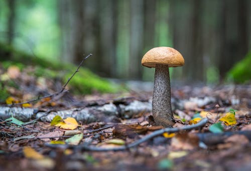 免费 白天的棕色蘑菇 素材图片