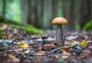 Brown Mushroom at Daytime