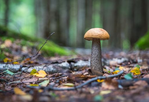 Brown Mushroom at Daytime