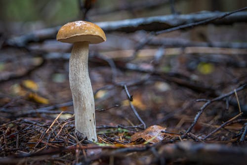 Macro Photo Of Mushroom
