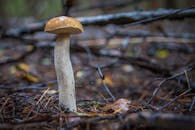 蘑菇在森林地面碎片的宏观特写镜头中，展现了大自然的美丽