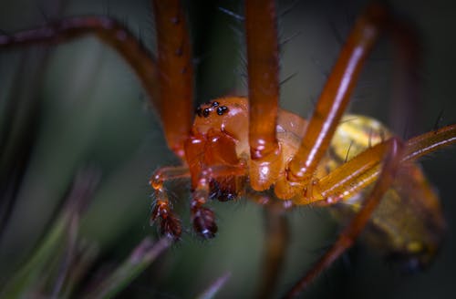 Macro Photo Of A Orchard Spider
