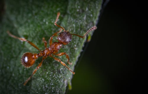 Микрофотография огненного муравья