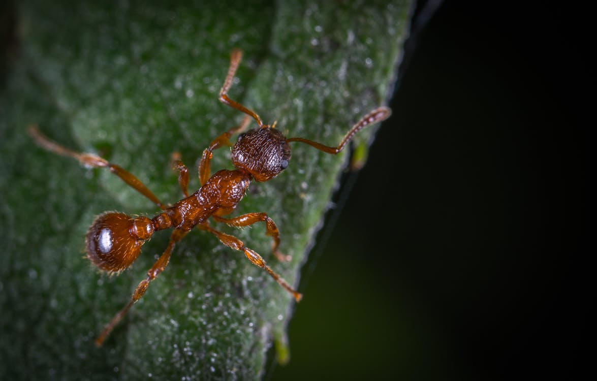 Free Micro Photography of Fire Ant Stock Photo