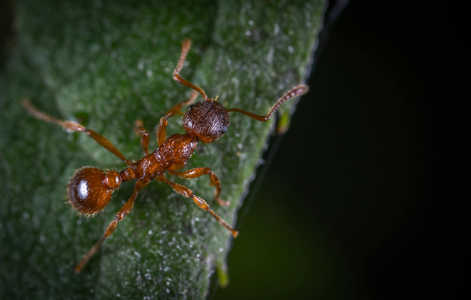 Micro Photography of Fire Ant