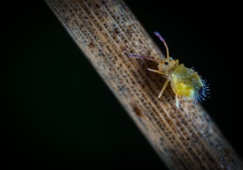 黃六足昆蟲的宏觀攝影