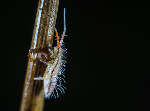 Macro Photo of a Beige and Brown Bug Larvae on Brown Stem