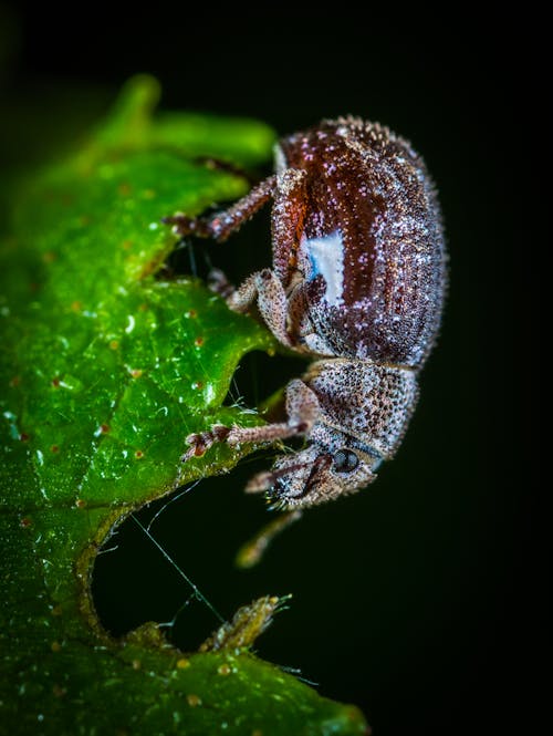 бесплатная Макро фотография коричневого июньского жука на зеленом листе Стоковое фото
