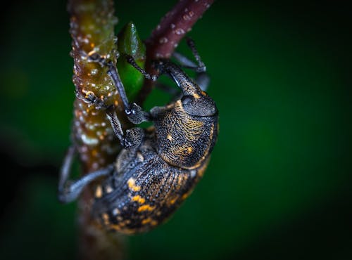 Close Up Photo of Brown and Black Elephant Weevil on Green Leaf