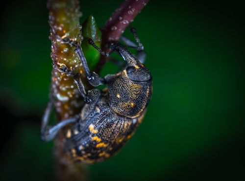 Free Detailed macro shot of a weevil clinging to a plant stem with textured skin visible. Stock Photo